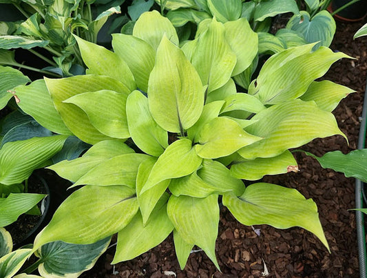 Sunny Day Hosta Plants online shopping
