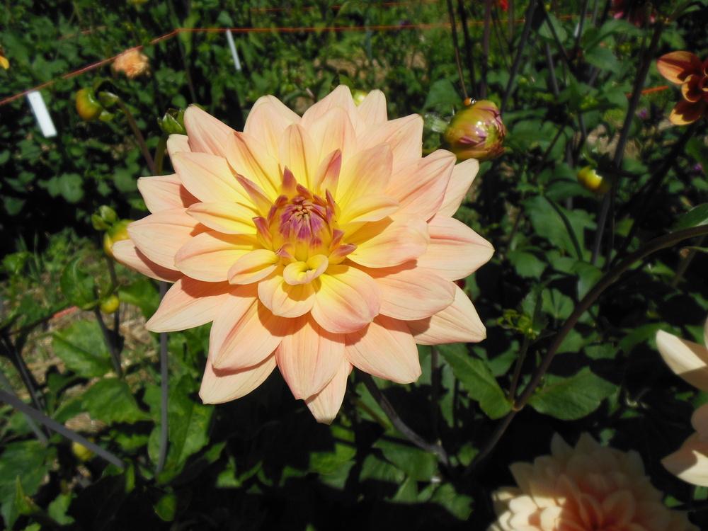 Summer’s End Dahlia