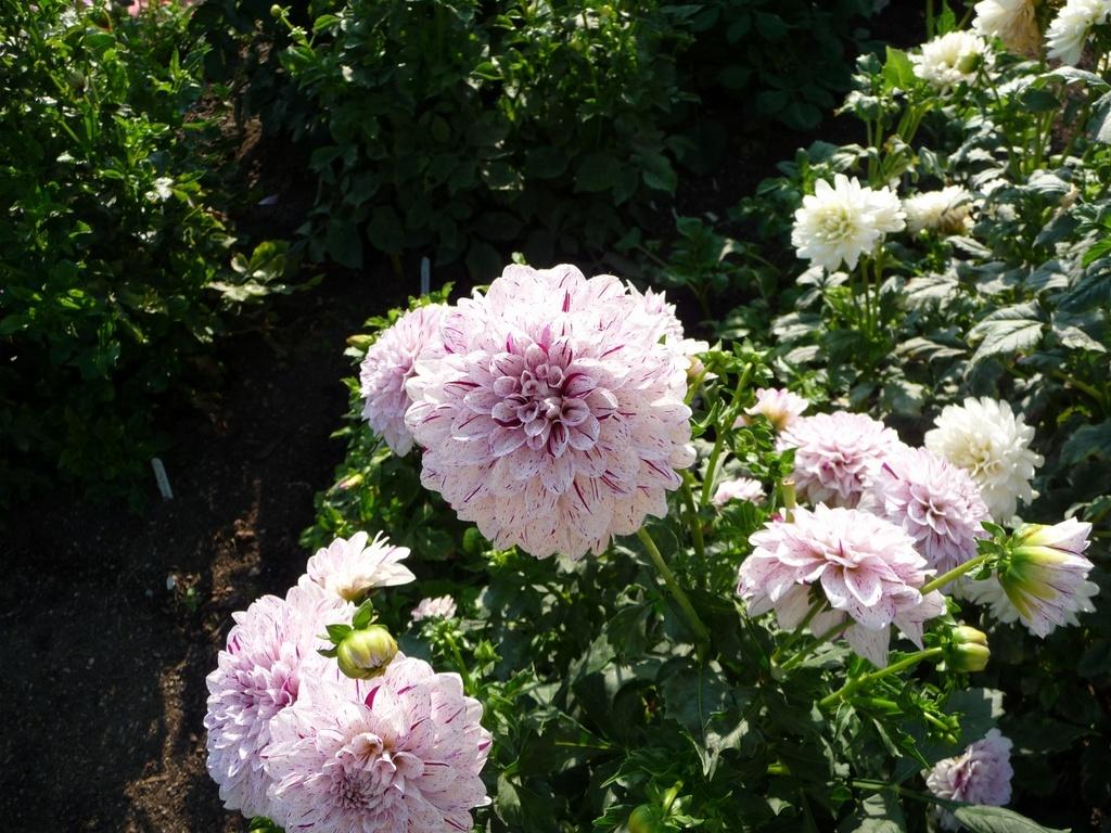 Hulin’s Carnival Dahlia