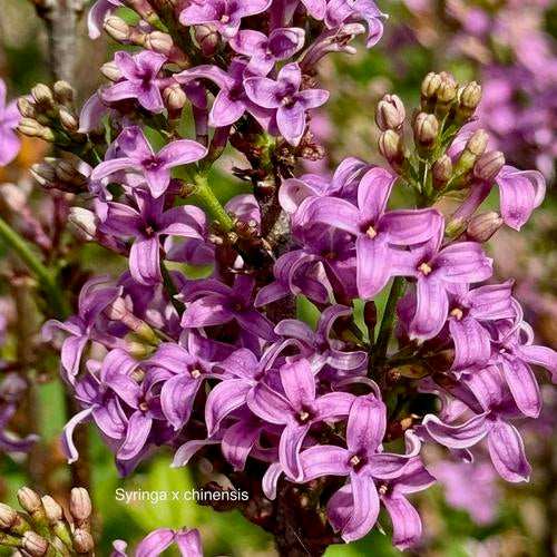 Chinese Lilac lilac plant online shopping