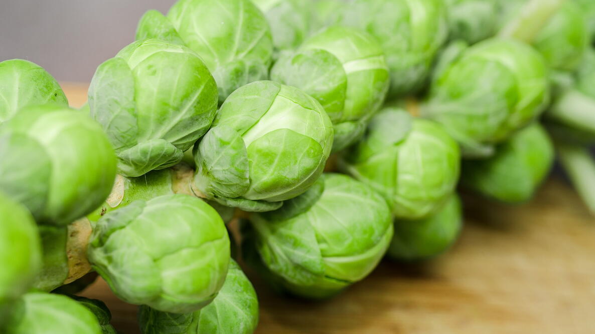 Silvia F1 Brussels Sprout