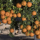 Chinotto Sour Orange Budwood citrus plant material online shopping