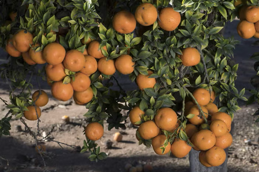 Chinotto Sour Orange Budwood citrus plant material online shopping