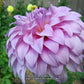 Vassio Meggos Dahlia Plants online shopping