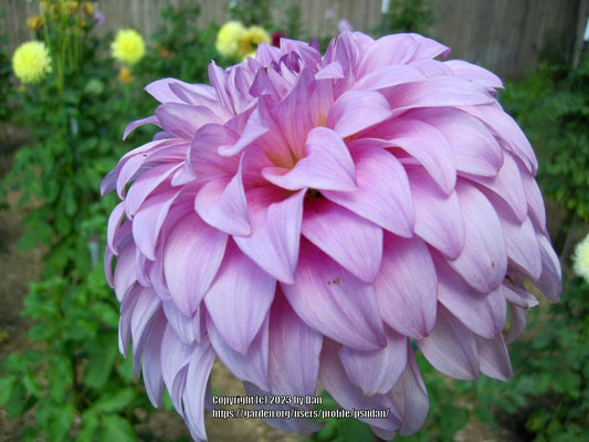 Vassio Meggos Dahlia