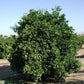 Olinda (Mulholland) Nucellar Valencia Orange Budwood citrus plant material online shopping