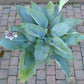 Holar Ice Empress Hosta Plants online shopping