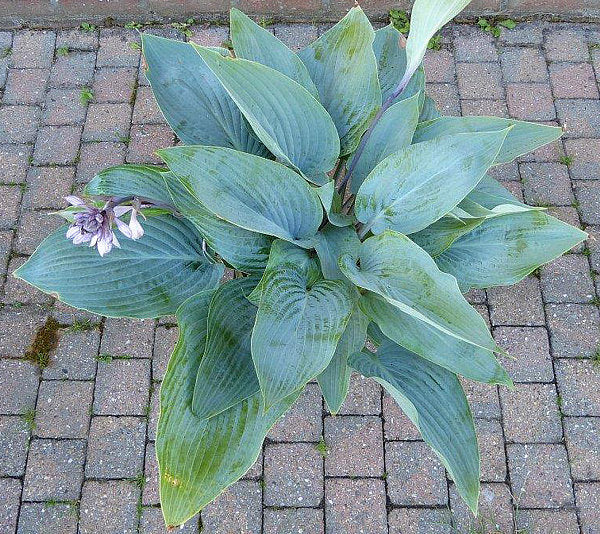 Holar Ice Empress Hosta Plants online shopping