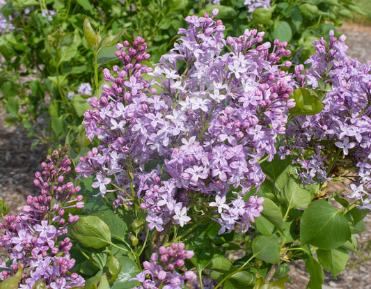 Bloomables® New Age™ Lavender Lilac