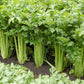 Tango Organic Celery