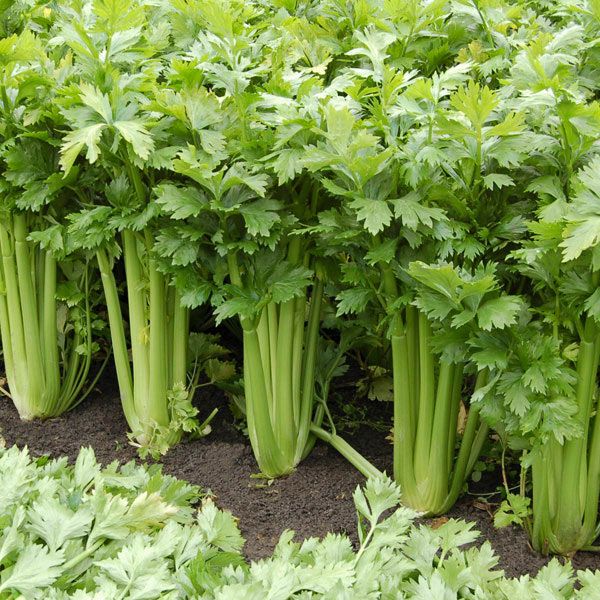 Tango Organic Celery
