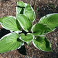 Sorbet Hosta Plants online shopping
