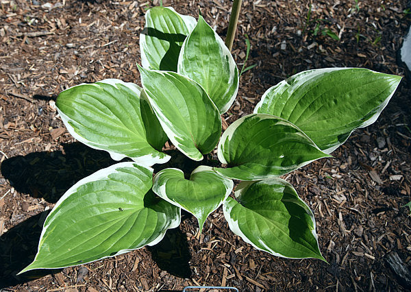 Sorbet Hosta Plants online shopping