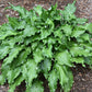 Unruly Child Hosta Plants online shopping