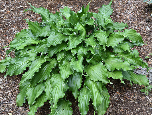Unruly Child Hosta Plants online shopping