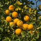 Flying Dragon Trifoliate Seed citrus plant material online shopping