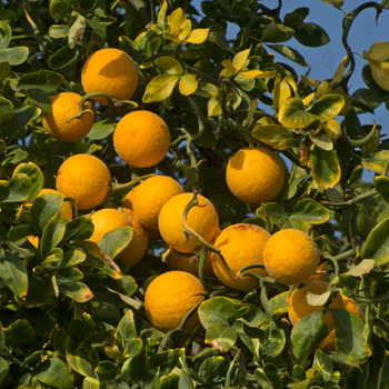 Flying Dragon Trifoliate Seed citrus plant material online shopping