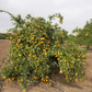 Iveriya Satsuma Mandarin Budwood citrus plant material online shopping