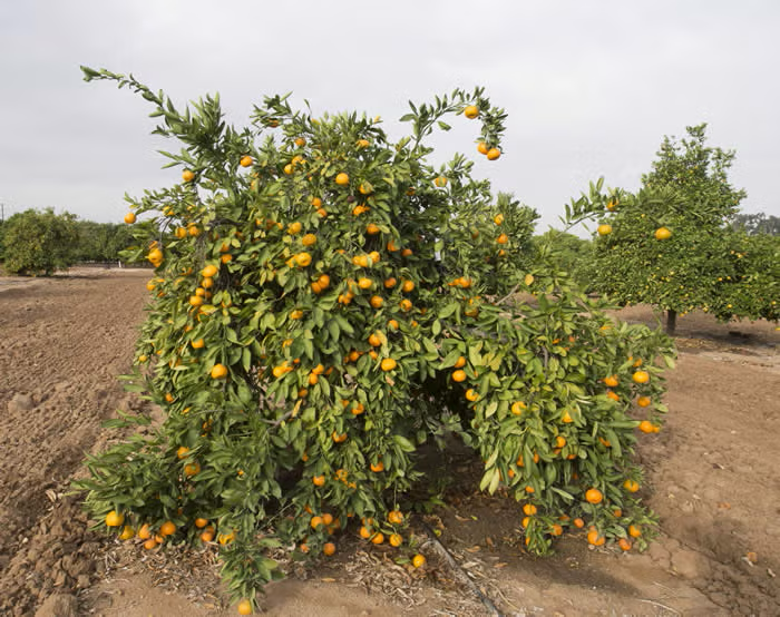 Iveriya Satsuma Mandarin Budwood citrus plant material online shopping