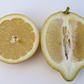 Santa Teresa Femminello Lemon Plant citrus plant material online shopping