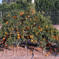 Kuno Wase Satsuma Mandarin Budwood citrus plant material online shopping
