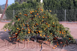 Kuno Wase Satsuma Mandarin Budwood citrus plant material online shopping