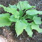 Sherlock Hosta Plants online shopping