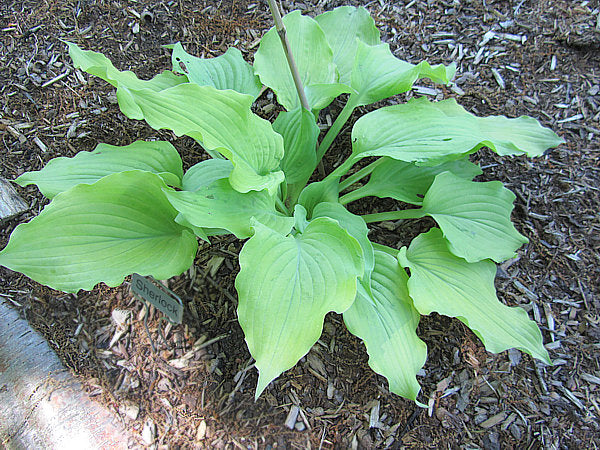 Sherlock Hosta Plants online shopping