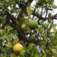 Macrophylla Seed citrus plant material online shopping
