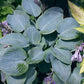 Prairie Sky Hosta Plants online shopping