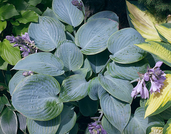 Prairie Sky Hosta Plants online shopping