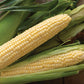 Sugar Buns F1 Corn