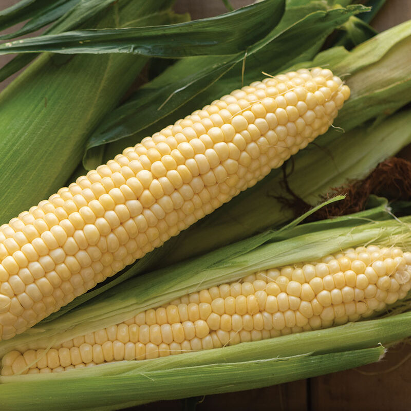 Sugar Buns F1 Corn