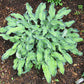 Ripple Effect Hosta Plants online shopping