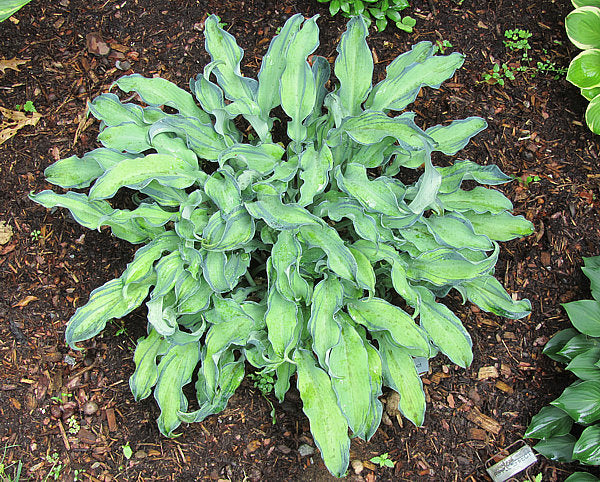 Ripple Effect Hosta Plants online shopping