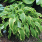 Ginsu Knife Hosta Plants online shopping