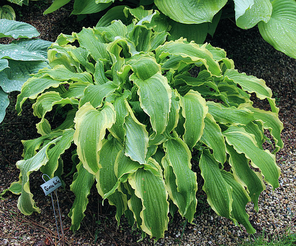 Ginsu Knife Hosta Plants online shopping