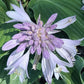Waterslide Hosta Plants online shopping