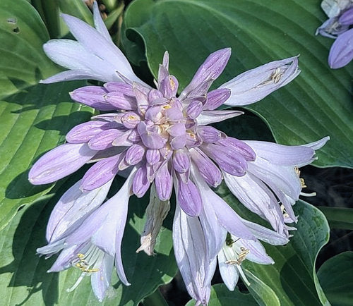 Waterslide Hosta Plants online shopping