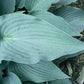 Stormy Seas Hosta Plants online shopping