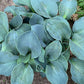 Silver Bullet Hosta Plants online shopping