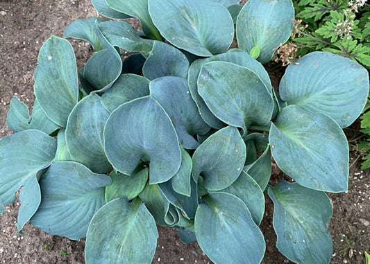 Silver Bullet Hosta Plants online shopping