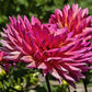 Fire Magic Dahlia