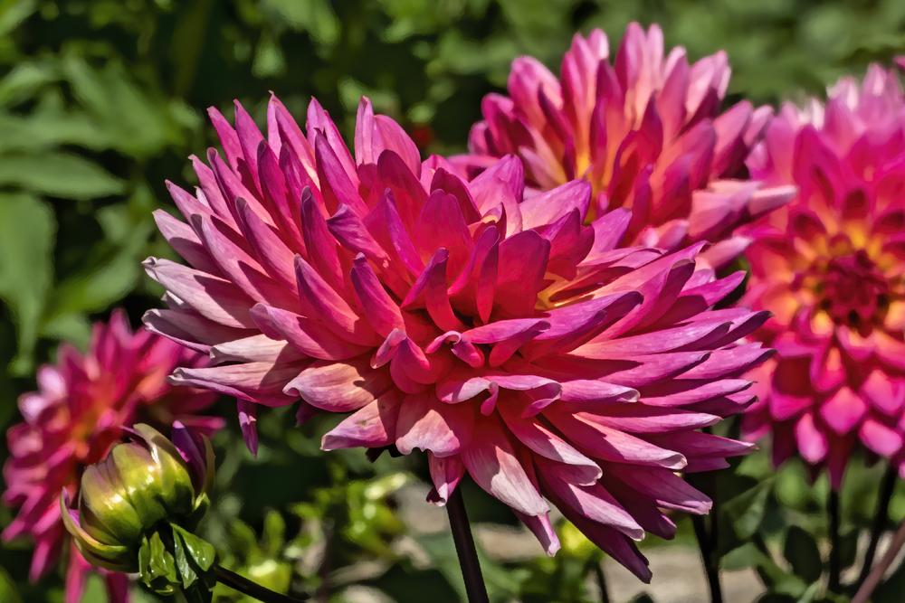 Fire Magic Dahlia