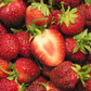 Cavendish Mid Season Strawberry