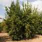 Prior Lisbon Lemon Budwood citrus plant material online shopping