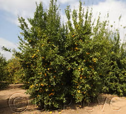 Prior Lisbon Lemon Budwood citrus plant material online shopping