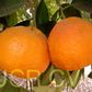 Orlando Tangelo Mandarin Budwood citrus plant material online shopping