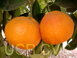 Orlando Tangelo Mandarin Budwood citrus plant material online shopping