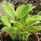 Heavenly Tiara Hosta Plants online shopping